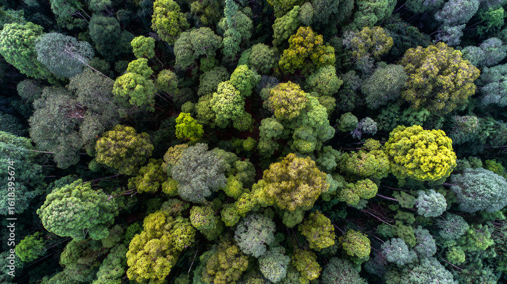 Naklejka premium Overhead Perspective Of Vibrant Green Forest Tree Tops