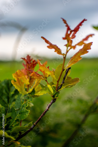 Young leaves with red tips on a twig against a meadow and cloudy sky