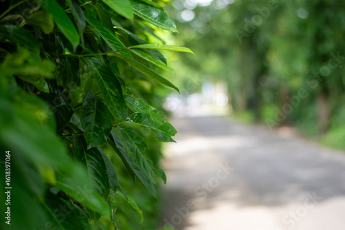 Green hedge leaves along a quiet road, shallow depth of field