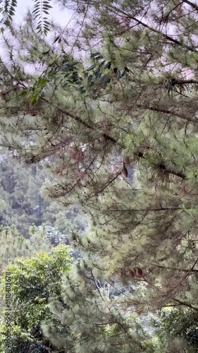 Monkey sit on a branch of a pine tree from afar. Texture of trees
