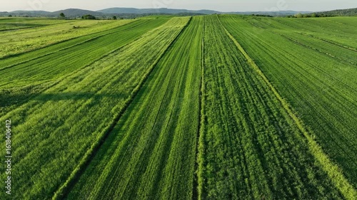 Green meadows and hills near medieval Dreznik Grad. Drone view of wide green fields and rural paths near Dreznik city. Vibrant landscape, spring growth, sense of peace typical for Croatian villages.