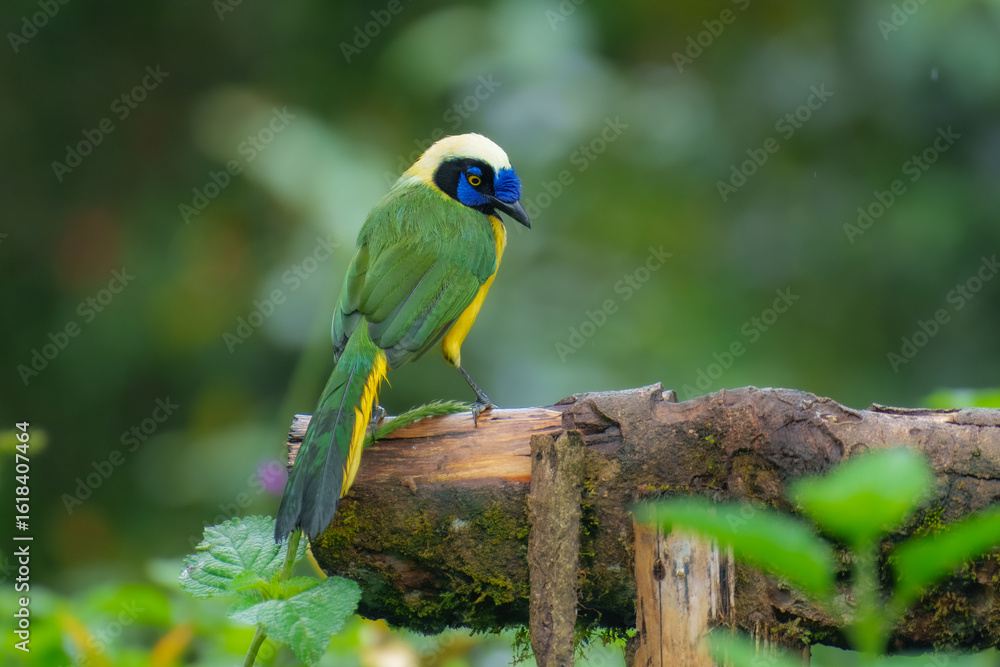 Obraz premium Green Jay, Cyanocorax yncas, Stunning and unmistakable: green and yellow plumage with bold black-and-blue head pattern. Ecuador