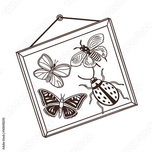 Detailed line art illustration of an insect collection displayed in a glass frame
