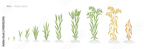 Growth stages of rice plants from seed to harvest