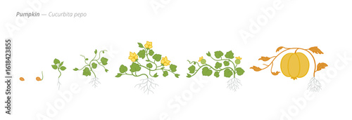 Growth stages of pumpkin from seed to harvest