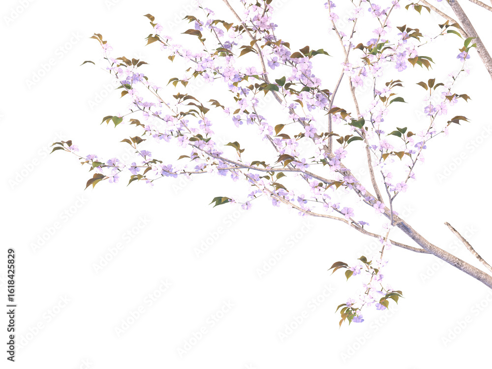 Fototapeta premium pink cherry blossom