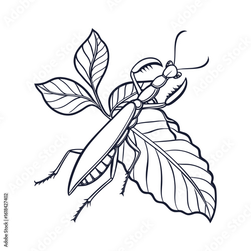 Detailed line art of a leaf insect perfectly camouflaged to resemble a real leaf