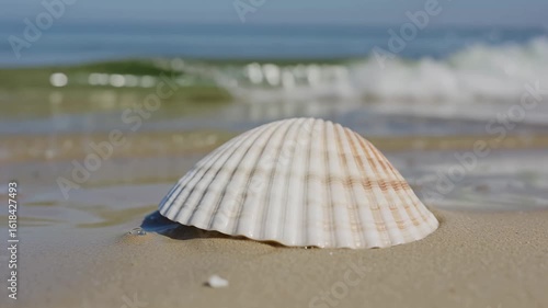 A serene seashell on the sandy beach, caressed by the gentle ocean waves, summer.