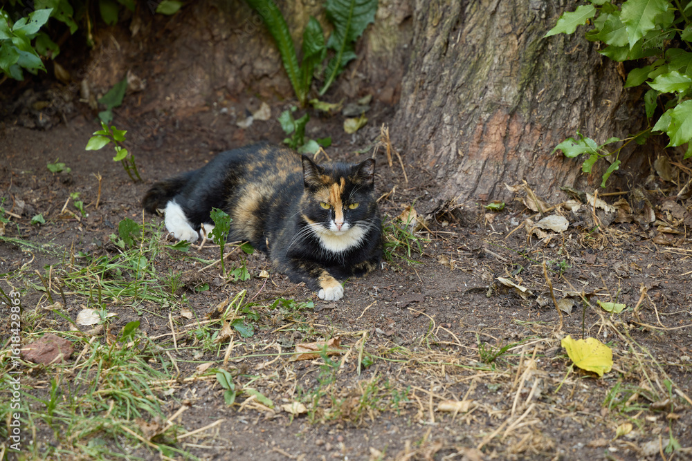 Naklejka premium A charming cat is resting peacefully in a vibrant and beautiful natural setting