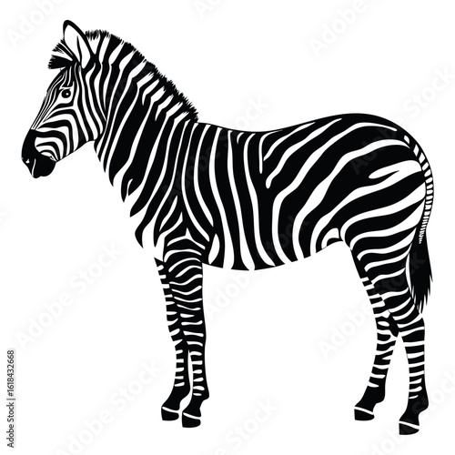 Black and White Zebra Vector Illustration