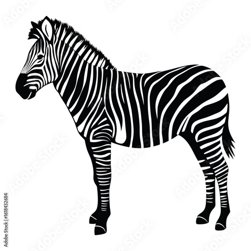 Black and White Zebra Vector Illustration