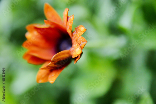 Quadro su tela Close-up of vibrant orange daisies with purple centers, adorned with dewdrops, blooming vividly against a lush green background