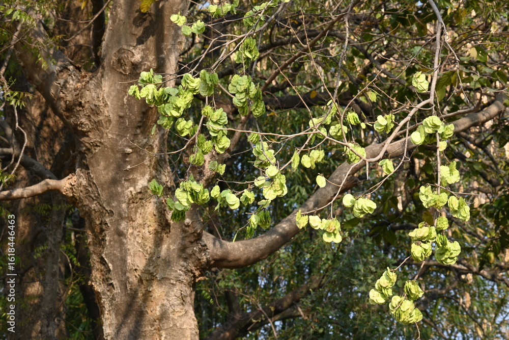 Fototapeta premium Holoptelea or Indian Elm tree. It &nbsp;is a&nbsp;genus&nbsp;of deciduous trees in the family&nbsp;Ulmaceae. Bark and leaves are used for treating oedema, diabetes, leprosy and other skin diseases, intestinal disorders. 
