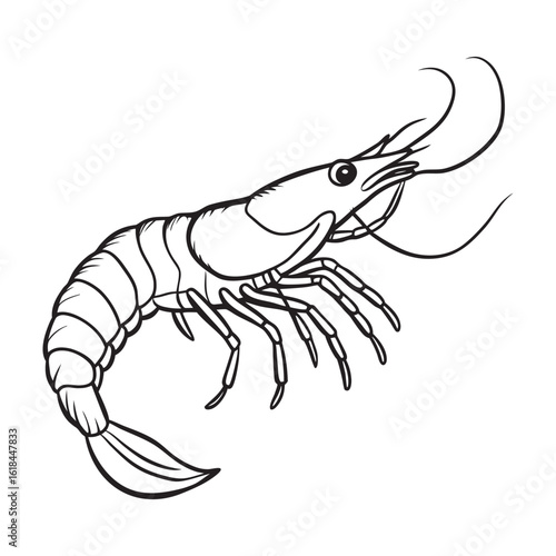 Detailed line art illustration of a shrimp perfect for seafood menus culinary designs and ocean themes