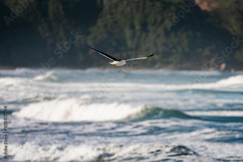 Seagulls flying over the Atlantic in Brazil