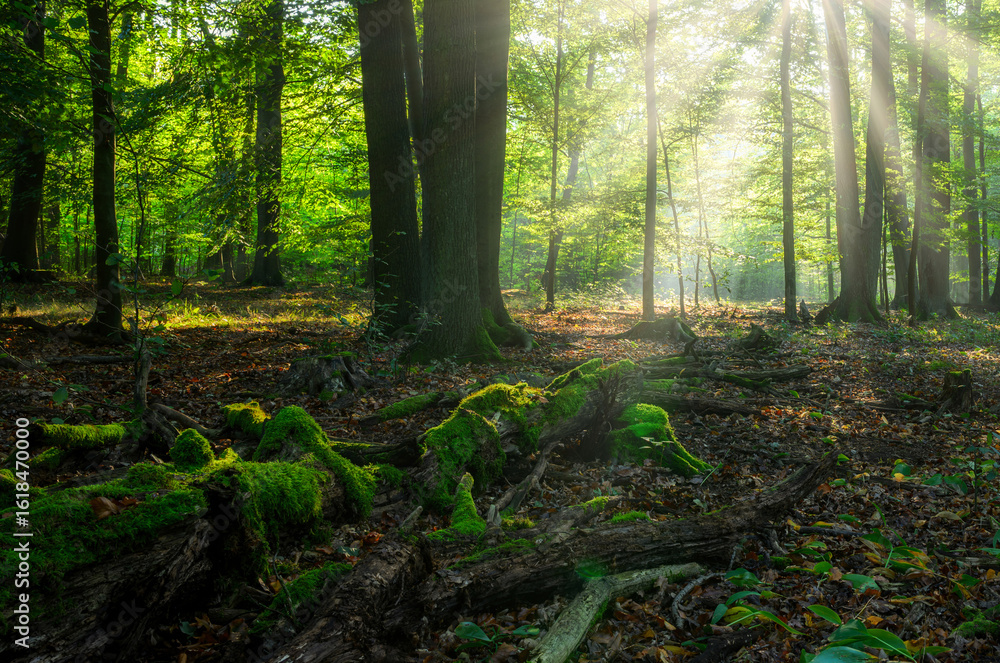 Fototapeta premium Beautiful sunny morning in green forest