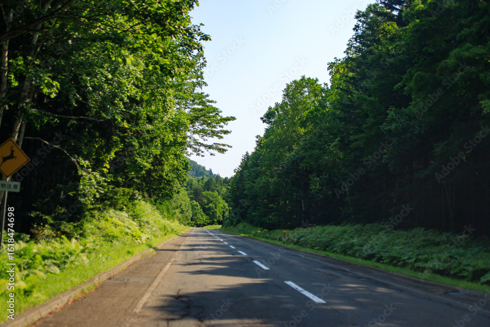 Fototapeta premium Serene Forest Road on a Sunny Day, Hokkaido, Japan