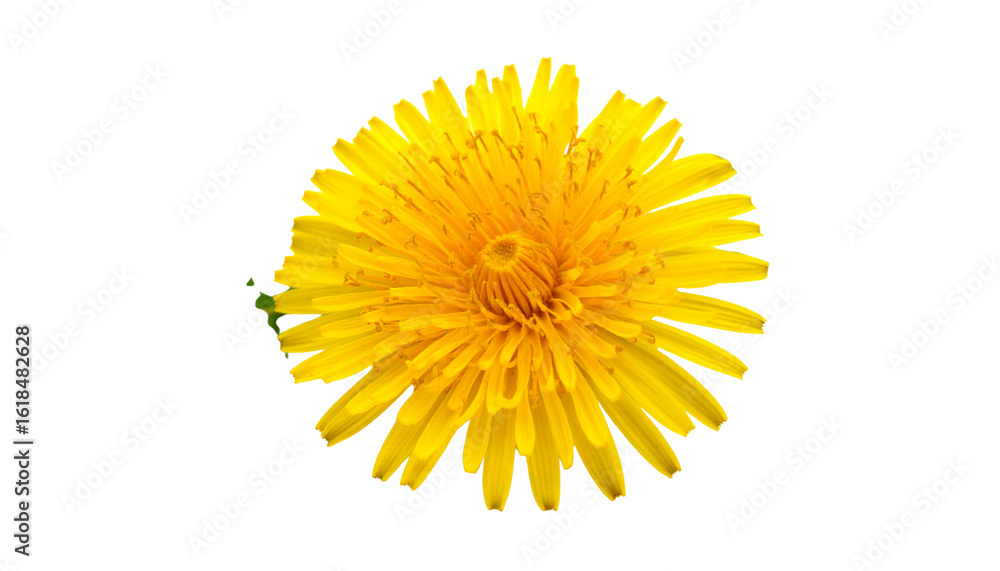 Bright Yellow Dandelion Blossom on White Background Bright Yellow Dandelion Blossom on White Background
