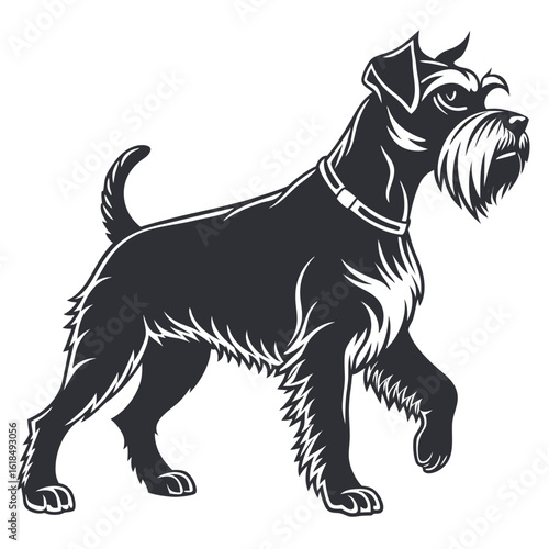 Miniature schnauzer walking alertly black white background