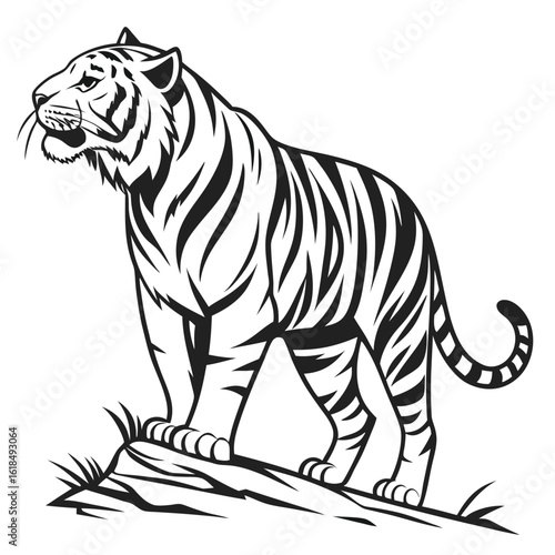 Majestic striped tiger standing on rocky terrain animal