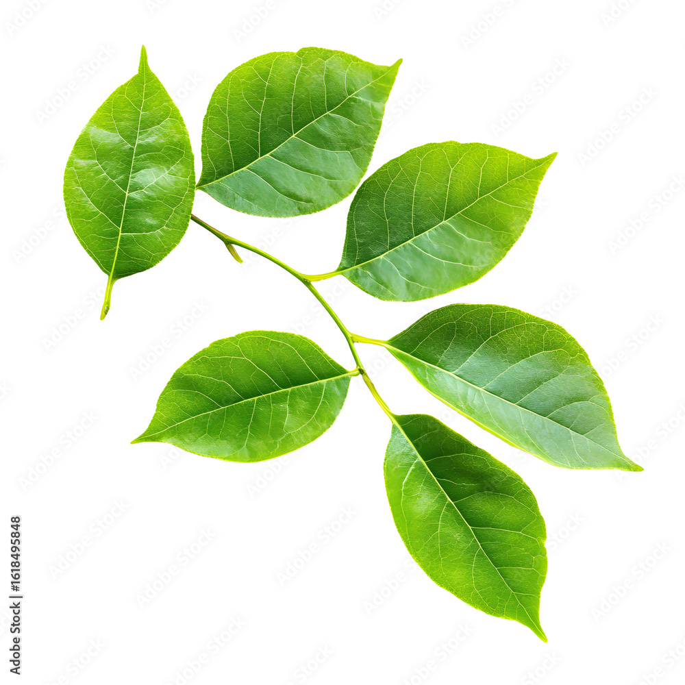 Fototapeta premium Vibrant Fresh Green Leaves on Transparent Background for Design Projects