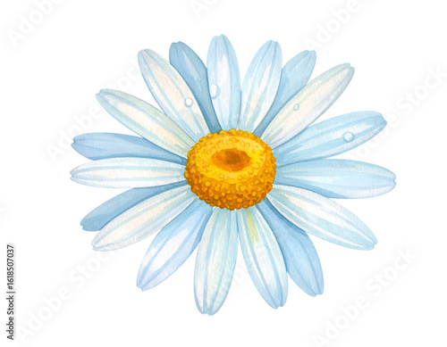 Single daisy flower with bright yellow center and delicate white petals on isolated white background