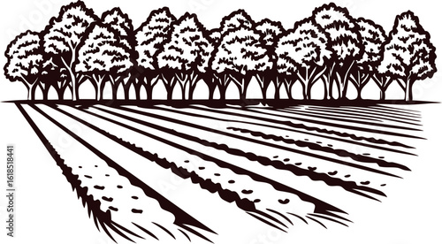 Row of leafy trees bordering cultivated farmland hand drawn rural landscape illustration in vintage engraving