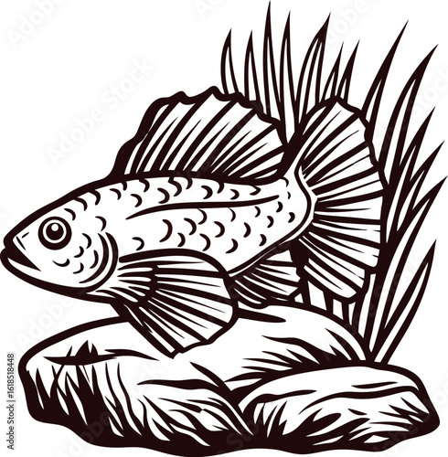 Detailed hand drawn illustration of a betta fish swimming near river rocks and aquatic plants, vintage engraving