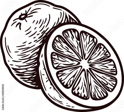 Hand drawn citrus fruit illustration with whole orange and sliced half showing detailed pulp and rind lines