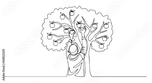Single line drawing of person picking apples from a tree, showing harvest time, the action of reaping fruit. This harvest time line art depicts gathering fresh food from orchard,