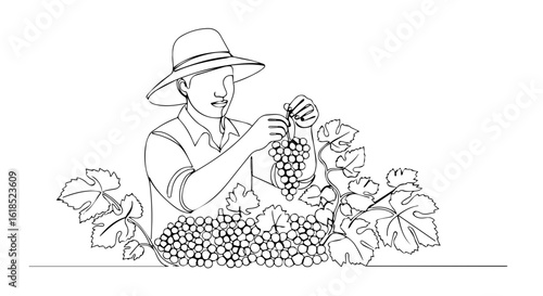 Line art drawing showing a vineyard worker harvesting grapes. The grapes harvest line art illustration shows a vintner in hat with vine, tending to cluster.