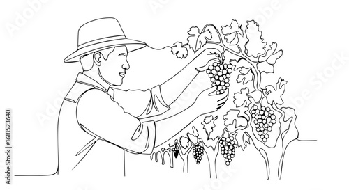 Vineyard worker harvests grapes on farm, gathering grapes carefully, showing harvest season. Vineyard worker picking grapes depicts agriculture in action.