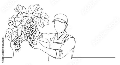 Continuous line art drawing of a farmer harvesting grape bunch from vine in minimalist style. The grape bunch he collected are ready to be turned into wine.