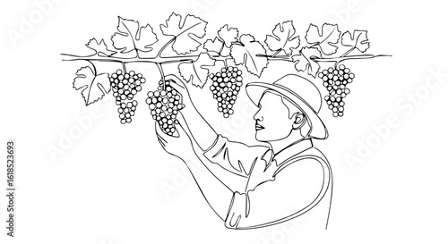 Grape harvesting depicted in simple black and white line art, capturing farmer picking grapes from vine in vineyard. Grape harvesting involves careful hand selection,