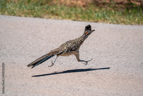 Greater roadrunner running across road