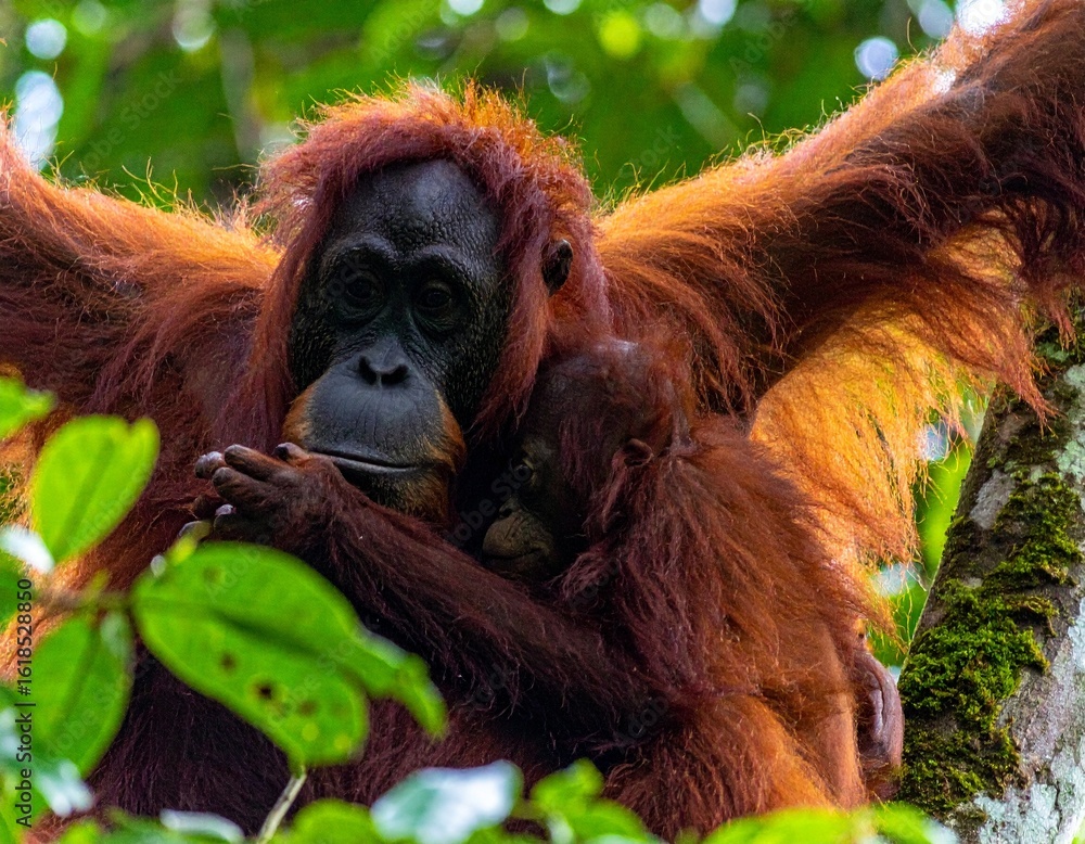 Obraz premium Young orangutan in a tree with her child
