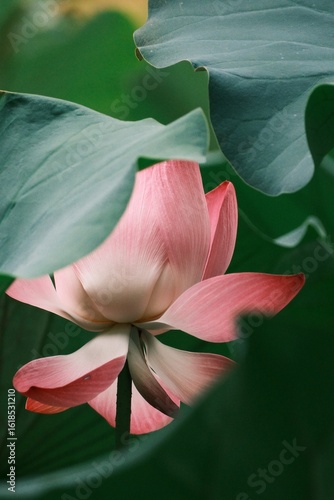 Lotus blossoms in a summer pond