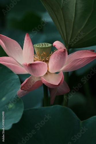 Lotus blossoms in a summer pond