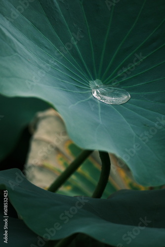 Lotus blossoms in a summer pond
