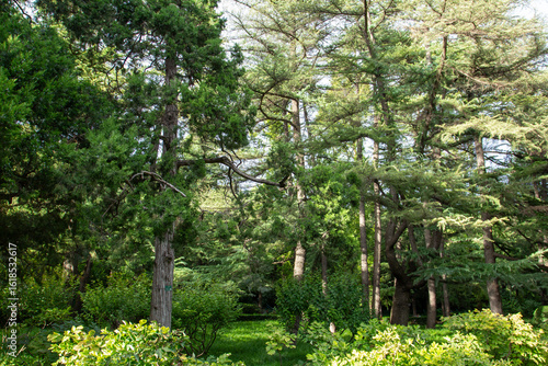 Ancient Pine Tree with Twisted Trunk and Dense Foliage, Low Angle View Against Sky, Traditional Chinese Garden Photography