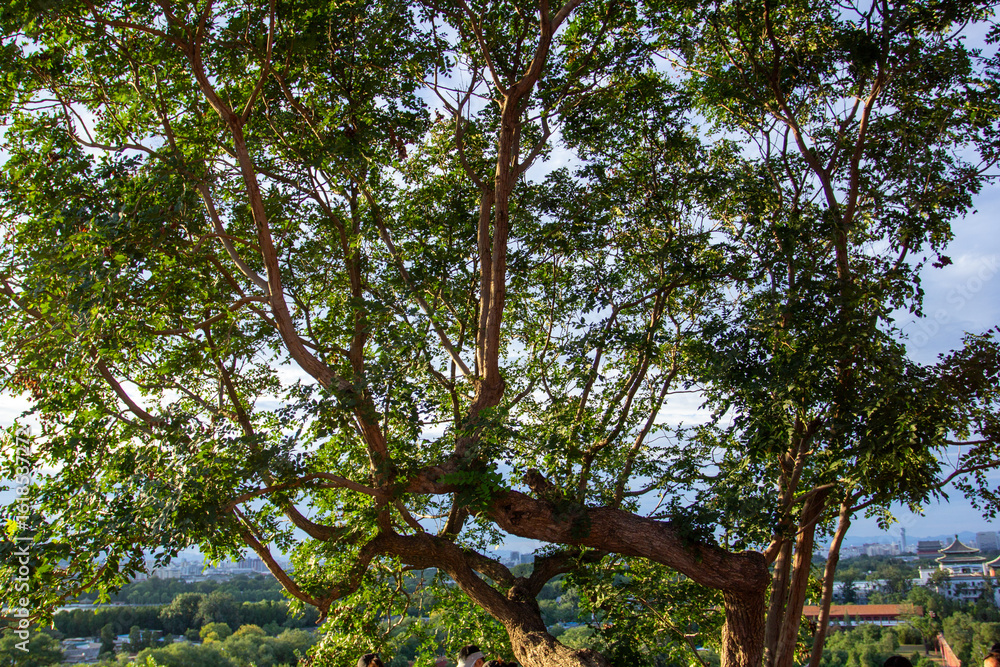 Fototapeta premium Forest Tree Background