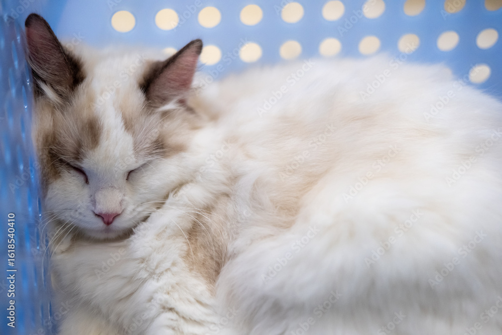 Fototapeta premium Cute Ragdoll cat sleeping in a blue basket