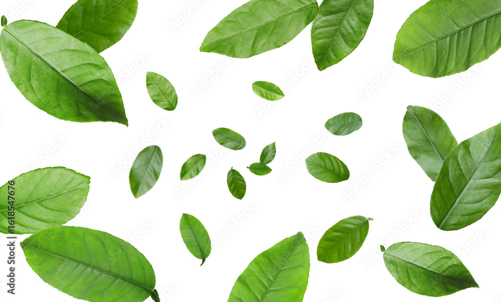 Fototapeta premium Citrus plant leaves in air against white background