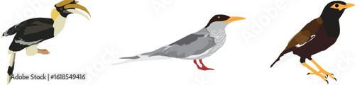 birds of Kerala clipart or illustration set isolated on a transparent background