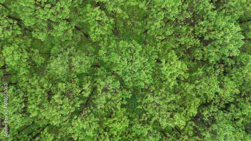 Wallpaper Mural Aerial view of a misty green forest covered in morning fog, creating a serene and mysterious natural atmosphere with tall pine trees fading into the white haze. Torontodigital.ca