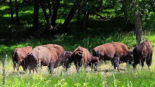 A powerful close-up video captures wild buffalos within a forest setting