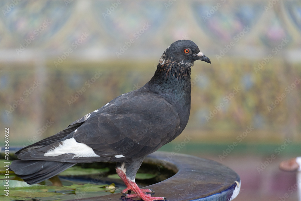 Fototapeta premium Close-Up of a Rock Pigeon Perched on a Fountain Rim