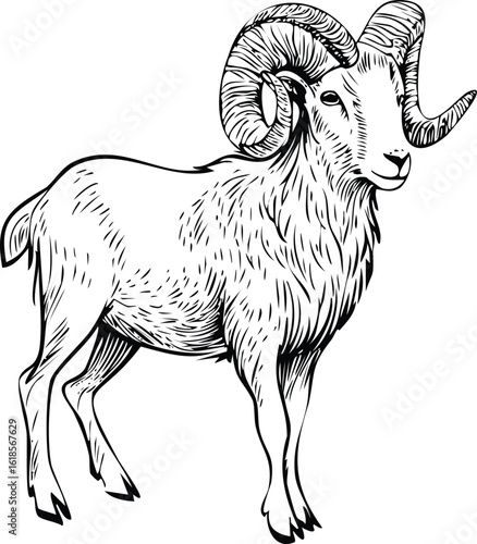 Ram Sketch: Hand-Drawn Mountain Sheep Illustration