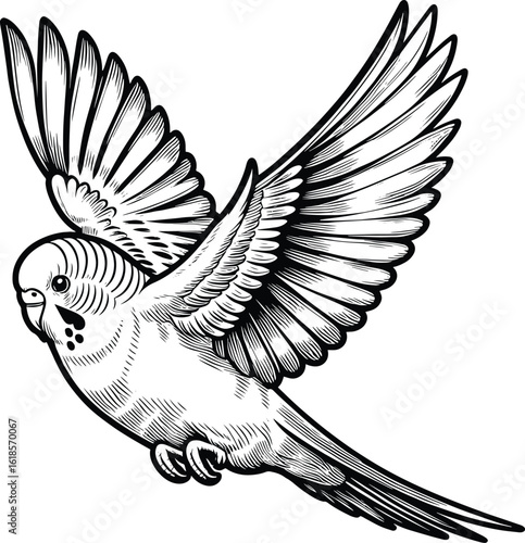 Flying Budgerigar line art vector illustration isolated on a white background
