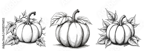 Set of Black and white sketch of pumpkins with leaves in vintage style for Halloween  